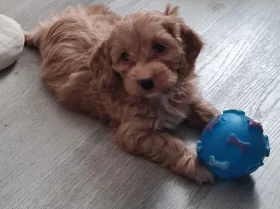 Cavapoo