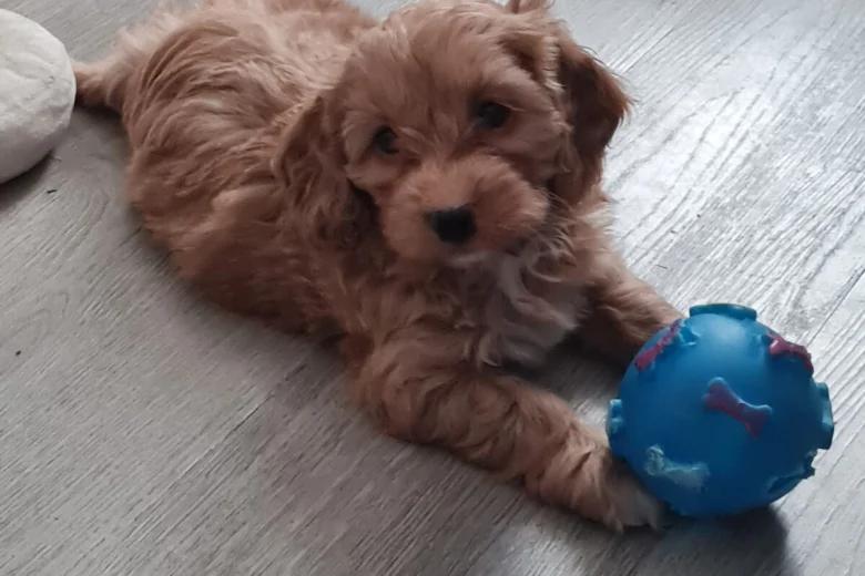 Cavapoo