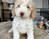 Cavapoo