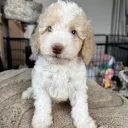 Cavapoo