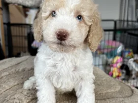 Cavapoo
