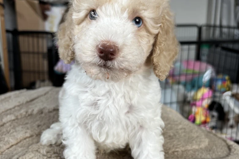 Cavapoo