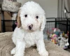 Cavapoo