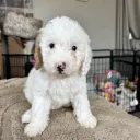 Cavapoo