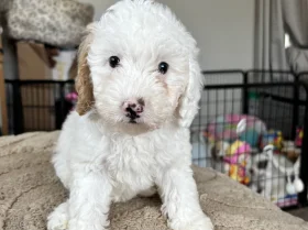Cavapoo