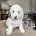 Cavapoo