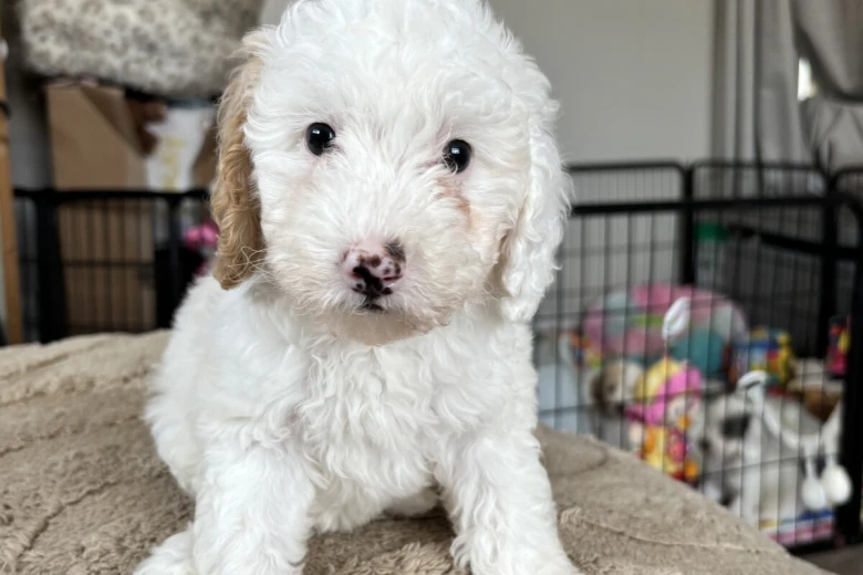 Cavapoo