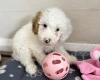 Cavapoo