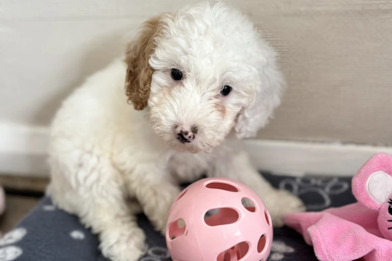 Cavapoo