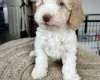 Cavapoo