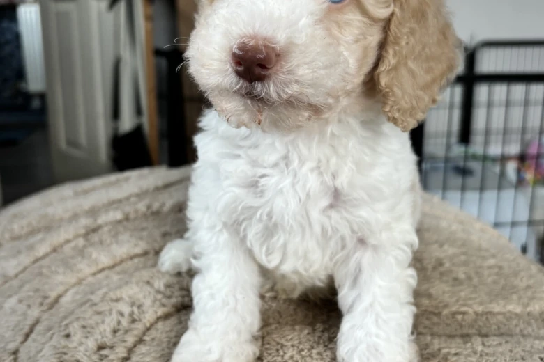 Cavapoo