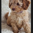 Cavapoo