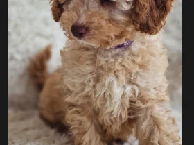 Cavapoo