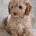 Cavapoo