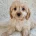 Cavapoo