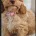 Cavapoo