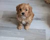 Cavapoo