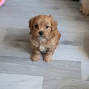 Cavapoo
