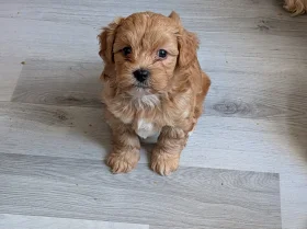 Cavapoo