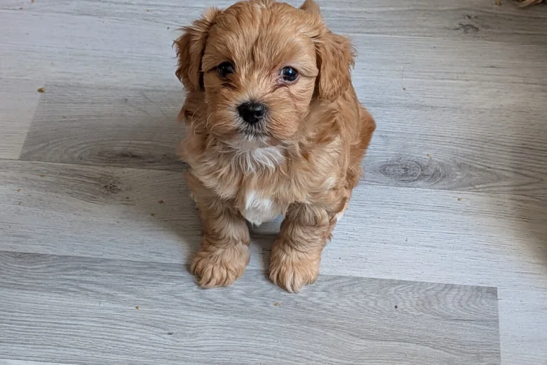 Cavapoo