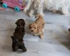 Cavapoo
