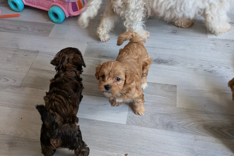Cavapoo