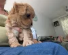 Cavapoo