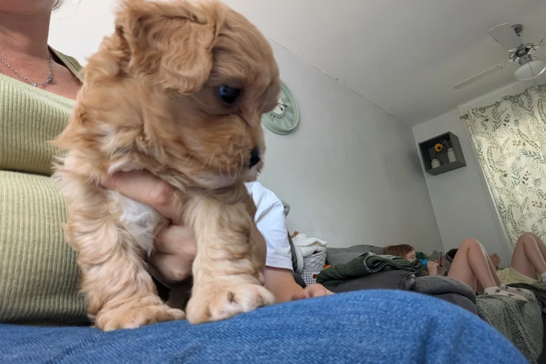 Cavapoo