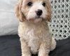 Cavapoo