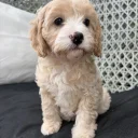 Cavapoo