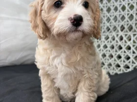 Cavapoo