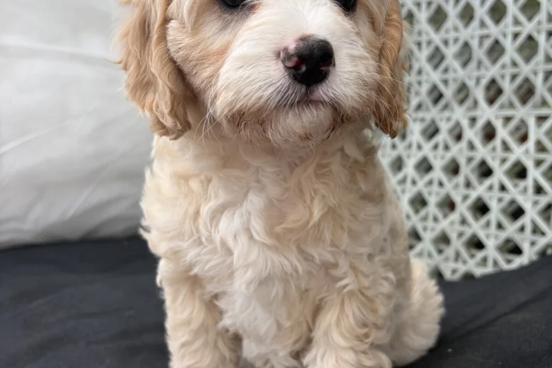 Cavapoo