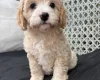 Cavapoo