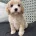 Cavapoo