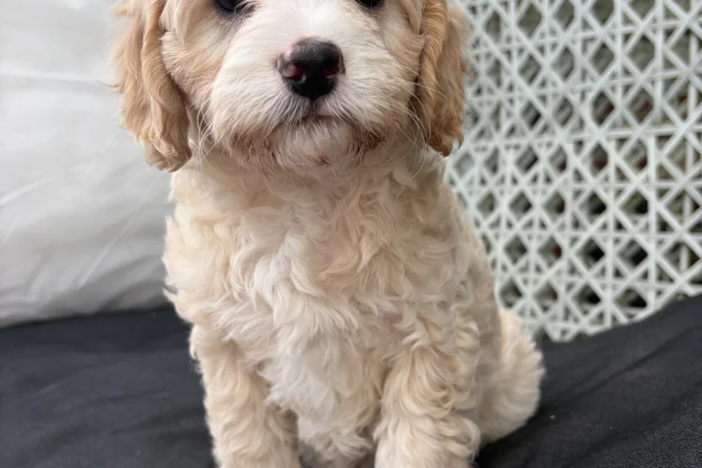 Cavapoo