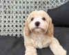 Cavapoo