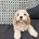 Cavapoo