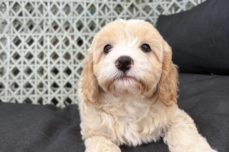 Cavapoo