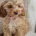 Cavapoo