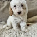 Cavapoo
