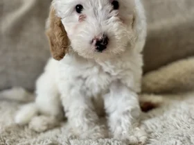 Cavapoo