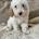 Cavapoo