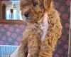 Cavapoo
