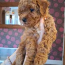 Cavapoo