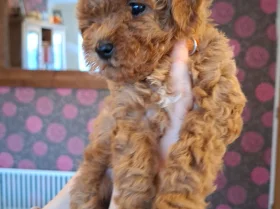 Cavapoo