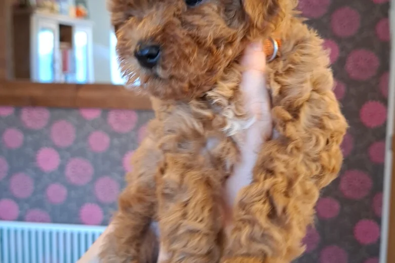 Cavapoo