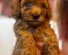 Cavapoo