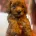 Cavapoo