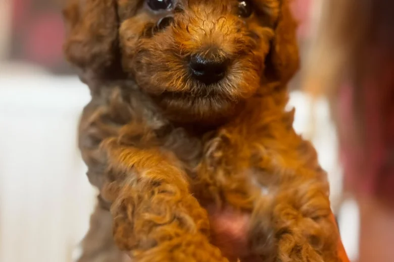 Cavapoo