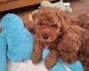 Cavapoo